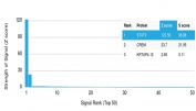 Analysis of HuProt(TM) microarray containing more than 19,000 full-length human proteins using STAT3 antibody (clone PCRP-STAT3-2F12). These results demonstrate the foremost specificity of the PCRP-STAT3-2F12 mAb. Z- and S- score: The Z-score represents the strength of a signal that an antibody (in combination with a fluorescently-tagged anti-IgG secondary Ab) produces when binding to a particular protein on the HuProt(TM) array. Z-scores are described in units of standard deviations (SD's) above the mean value of all signals generated on that array. If the targets on the HuProt(TM) are arranged in descending order of the Z-score, the S-score is the difference (also in units of SD's) between the Z-scores. The S-score therefore represents the relative target specificity of an Ab to its intended target.