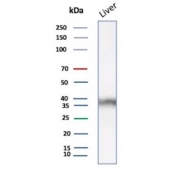 AKR1C1 Antibody Liver Tissue WB. Western blot analysis of human liver tissue lysate using AKR1C1 Antibody (clone AKR1C1/9063) detects a band at approximately 37 kDa, consistent with the predicted molecular weight of AKR1C1 / Aldo-keto reductase family 1 member C1. This band aligns with the expected size of the cytosolic enzyme and supports detection of AKR1C1 in hepatic tissue, where it functions in steroid metabolism and detoxification pathways.