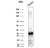 AKR1C1 Antibody HepG2 Cell WB. Western blot analysis of human HepG2 cell lysate using AKR1C1 Antibody (clone AKR1C1/9063) detects a prominent band at approximately 37 kDa, consistent with the predicted molecular weight of AKR1C1 / Aldo-keto reductase family 1 member C1. The strong signal in this liver-derived cell line supports detection of AKR1C1 in hepatocyte-like models, aligning with its role in steroid metabolism and detoxification pathways.