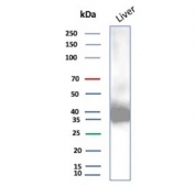 Western blot testing of human liver tissue lysate using AKR1C1 antibody (clone AKR1C1/9070). Predicted molecular weight ~37 kDa.