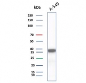 Western blot testing of human A549 cell lysate using AKR1C1 antibody (clone AKR1C1/9317). Predicted molecular weight ~37 kDa.
