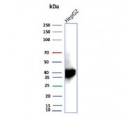 Western blot testing of human HepG2 cell lysate using AKR1C1 antibody (clone AKR1C1/9319). Predicted molecular weight ~37 kDa.