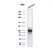 Western blot analysis of PD-L1 antibody in human HDLM-2 cells. Recombinant PD-L1 Antibody Rabbit Monoclonal PDL1/8195R was used to probe a human HDLM-2 cell lysate. Lane 1: HDLM-2 cell lysate. A band is detected at approximately 40-45 kDa, consistent with the predicted molecular weight of Programmed death-ligand 1 (PD-L1 / CD274) following glycosylation. The core protein has a predicted molecular weight of approximately 34 kDa, while glycosylation commonly results in migration between approximately 45-70 kDa on SDS-PAGE, producing the higher apparent molecular weight band observed in western blot analysis.