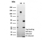 SDS-PAGE analysis of purified, BSA-free CPS1 antibody (clone CPS1/9859) as confirmation of integrity and purity.