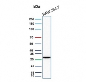 HBEGF Antibody RAW264.7 WB. Western blot analysis of mouse RAW264.7 cell lysate using HBEGF antibody detecting Heparin-binding EGF-like growth factor (HB-EGF), clone HBEGF/9503. A band is observed at approximately 25-30 kDa, consistent with the predicted molecular weight of HBEGF, with possible upward shift reflecting glycosylation and processing of the membrane-associated precursor protein (proHB-EGF). This pattern aligns with the known biology of HBEGF as a heparin-binding EGFR ligand that undergoes proteolytic shedding to generate soluble signaling forms.