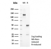 SDS-PAGE analysis of purified, BSA-free PLA2R1/Phospholipase A2 receptor 1 antibody (clone PLA2R1/4893) as confirmation of integrity and purity.