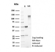 SDS-PAGE analysis of purified, BSA-free Phosphohistidine phosphatase 1 antibody (clone PHPT1/12054) as confirmation of integrity and purity.