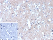 IHC staining of FFPE human brain tissue with HK1 antibody (clone HK1/9506). Inset: PBS used in place of primary Ab (secondary Ab negative control). HIER: boil tissue sections in pH 9 10mM Tris with 1mM EDTA for 20 min and allow to cool before testing.