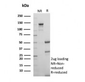 SDS-PAGE analysis of purified, BSA-free BIRC5 antibody (clone BIRC5/9071) as confirmation of integrity and purity.