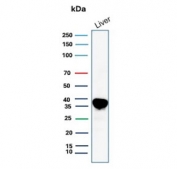 Arginase 1 Antibody for WB (clone ARG1/9446) western blot analysis of human liver lysate. Western blot detection using the mouse monoclonal Arginase 1 Antibody for WB (clone ARG1/9446) shows a strong immunoreactive band in human liver tissue lysate. Lane 1: human liver lysate. A band is detected at approximately 35 kDa, consistent with the predicted molecular weight of Arginase-1 (ARG1), a cytosolic urea cycle enzyme highly enriched in hepatocytes and responsible for the conversion of L-arginine to urea and ornithine in hepatic nitrogen metabolism.