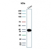 Liver Arginase Antibody (clone ARG1/9447) western blot analysis of human liver lysate. Lane 1: human liver tissue lysate. A band is detected at approximately 35 kDa, consistent with the predicted molecular weight of Arginase-1 (ARG1), a cytosolic urea cycle enzyme highly enriched in hepatocytes and responsible for the conversion of L-arginine to urea and ornithine in hepatic nitrogen metabolism.