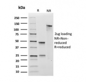SDS-PAGE analysis of purified, BSA-free CD99 antibody (clone 12E7) as confirmation of integrity and purity.