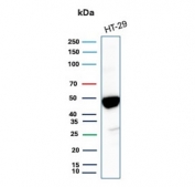 Keratin 20 Antibody for WB. Western blot analysis of human HT-29 cell lysate using Keratin 20 Antibody for WB (clone KRT20/3224R). Lane 1: human HT-29 cell lysate. A band is detected at approximately 46 kDa, consistent with the predicted molecular weight of Keratin 20 / Cytokeratin 20 (KRT20), an epithelial intermediate filament protein commonly expressed in gastrointestinal epithelial cells such as colorectal adenocarcinoma-derived HT-29 cells.