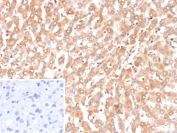 IHC staining of FFPE human liver tissue with recombinant BCL2L4 antibody (clone BAX/9925R). Inset: PBS used in place of primary Ab (secondary Ab negative control). HIER: boil tissue sections in pH 9 10mM Tris with 1mM EDTA for 20 min and allow to cool before testing.