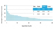 Analysis of HuProt(TM) microarray containing more than 19,000 full-length human proteins using S100A4 antibody (clone S100A4/6801). These results demonstrate the foremost specificity of the S100A4/6801 mAb. Z- and S- score: The Z-score represents the strength of a signal that an antibody (in combination with a fluorescently-tagged anti-IgG secondary Ab) produces when binding to a particular protein on the HuProt(TM) array. Z-scores are described in units of standard deviations (SD's) above the mean value of all signals generated on that array. If the targets on the HuProt(TM) are arranged in descending order of the Z-score, the S-score is the difference (also in units of SD's) between the Z-scores. The S-score therefore represents the relative target specificity of an Ab to its intended target.