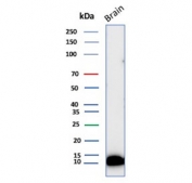 Western blot testing of human brain tissue lysate with S100B antibody (clone S100B/12587R). Predicted molecular weight ~11 kDa.