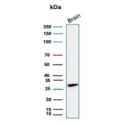 Western blot analysis of CALB1 / Calbindin antibody (clone rKR6) in human brain tissue lysate. A distinct band is observed at approximately 28 kDa, consistent with the predicted molecular weight of Calbindin-D28k. The result supports detection of endogenous CALB1 protein in human brain under reducing conditions.