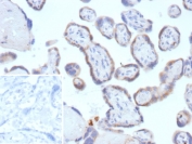 Immunohistochemistry analysis of TFPI2 / Tissue factor pathway inhibitor 2 antibody (clone TFPI2/13027) in human placental tissue. Formalin-fixed, paraffin-embedded placenta demonstrates predominantly extracellular and pericellular HRP-DAB brown staining associated with trophoblastic and stromal compartments, consistent with matrix-associated TFPI2 expression. Nuclear counterstain highlights cellular morphology. The inset shows PBS used in place of primary antibody as a negative control, confirming absence of specific staining. Heat-induced epitope retrieval was performed by boiling tissue sections in pH 9 10 mM Tris with 1 mM EDTA for 20 minutes followed by cooling prior to staining.