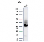 ADP-ribosyl cyclase 1 Antibody human Raji lysate WB. Western blot analysis of CD38 expression in human Raji cell lysate using ADP-ribosyl cyclase 1 antibody clone CD38/9332. Lane 1: human Raji cell lysate. A band is detected at approximately 40â45 kDa, consistent with the predicted molecular weight of CD38, with higher apparent molecular weight reflecting glycosylation of this NAD-metabolizing enzyme. The detection profile supports its role in studies of enzymatic activity and second messenger generation in immune cells.