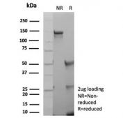 SDS-PAGE analysis of purified, BSA-free recombinant ANO1 antibody (clone rDG1/8750) as confirmation of integrity and purity.