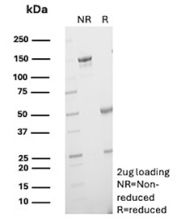 SDS-PAGE Analysis of Purified HSPH1 antibody (clone r58F12). Confirmation of Purity and Integrity of Antibody.