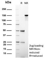 SDS-PAGE Analysis of purified ERG/ETS related gene antibody (clone ERG1/12589). Confirmation of Purity and Integrity of Antibody.