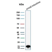 FABP2 Antibody Small Intestine WB. Western blot analysis of human small intestine tissue lysate using FABP2 antibody clone FABP2/6344. A strong band is detected at approximately 15 kDa, consistent with the predicted molecular weight of Intestinal fatty acid-binding protein / FABP2, an enterocyte-associated fatty acid transport protein involved in dietary lipid absorption.