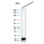 Intestinal fatty acid-binding protein Antibody Human Intestine WB. Western blot analysis of human small intestine tissue lysate using Intestinal fatty acid-binding protein antibody (clone FABP2/6936). Predicted molecular weight ~15 kDa.