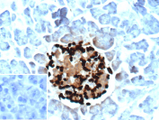 Formalin-fixed, paraffin-embedded human pancreas stained with recombinant GCG/Glucagon antibody (clone GCG/13090R). Brown chromogenic signal highlights glucagon-positive endocrine cells within pancreatic islets, consistent with alpha cell localization, while surrounding exocrine acinar cells show minimal background staining. Inset shows a PBS-only negative control processed without primary antibody, confirming staining specificity.