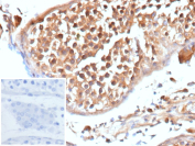 Formalin-fixed, paraffin-embedded human testis stained with recombinant APC/Adenomatous polyposis coli antibody (clone rEMM43). Germ cells within seminiferous tubules show cytoplasmic brown chromogenic staining, consistent with Adenomatous polyposis coli expression, while surrounding stromal elements show minimal signal. Nuclei are counterstained blue. Inset shows a PBS-only negative control processed without primary antibody, demonstrating minimal non-specific background staining.