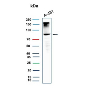 Western Blot analysis of human A431 cell lysate using MCM5/MCM complex protein 5 antibody (clone rMCM5/13646). Expected molecular weight: 80~90 kDa.