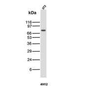 Western blot analysis of NIH3T3 mouse fibroblast cell lysate using PTGS2 / Prostaglandin-Endoperoxide Synthase 2 antibody (clone r4H12). A distinct band is observed at approximately 72-74 kDa, consistent with the predicted molecular weight of PTGS2. The detected signal aligns with the expected size of the inducible Cyclooxygenase 2 protein.