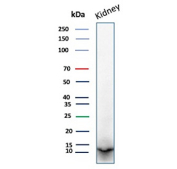 Western blot analysis of Parvalbumin / PVALB antibody (clone r2E11) in human kidney tissue lysate. A distinct immunoreactive band is observed at approximately 12 kDa, consistent with the predicted molecular weight of Parvalbumin based on its amino acid sequence. The detected band migrates in the low molecular weight range as expected for this small cytosolic EF-hand calcium-binding protein. The observed size aligns with the predicted molecular weight, with no prominent higher molecular weight non-specific bands detected under the conditions tested.