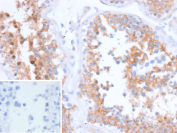 Immunohistochemistry analysis of Basement Membrane Protein 40/SPARC antibody in human testis tissue (clone r15G12). FFPE human testis sections show HRP-DAB brown cytoplasmic and extracellular staining within seminiferous tubules, with prominent signal in germ cells and along the surrounding stromal matrix. The staining pattern highlights matrix-associated localization consistent with Secreted protein acidic and rich in cysteine expression. The inset shows PBS used in place of primary antibody as a secondary antibody negative control, demonstrating absence of specific brown staining. Heat induced epitope retrieval was performed in 10 mM Tris with 1 mM EDTA, pH 9.0, by heating tissue sections at 95oC for 45 minutes followed by cooling at room temperature for 20 minutes prior to antibody incubation.
