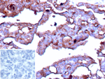 Western blot analysis of BST2 / Bone marrow stromal antigen 2 antibody (clone BST2/13681R) in human samples. Lysates from human spleen tissue, human HeLa cells, and human Raji cells show a prominent immunoreactive band at approximately 30-36 kDa, consistent with the predicted molecular weight of Bone marrow stromal antigen 2. BST2 is a glycosylated type II transmembrane protein, and the observed band migration within this range is consistent with known glycosylation-dependent mobility on SDS-PAGE. The band is detected in all three lysates, supporting endogenous expression of BST2 / Tetherin in immune-derived and epithelial cell types.