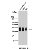 SDS-PAGE Analysis of Purified BST2/Bone marrow stromal antigen 2 antibody (BST2/13681R). Confirmation of Purity and Integrity of Antibody.