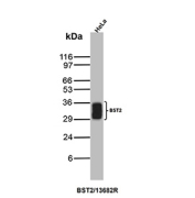 CD317 Antibody WB. Western blot analysis of CD317/BST2 antibody (clone BST2/13682R) in human HeLa cell lysate. A prominent immunoreactive band is observed at approximately 30-36 kDa, consistent with the predicted molecular weight of Bone marrow stromal antigen 2. BST2 is a glycosylated type II transmembrane protein, and the observed band migrating within this range is consistent with known glycosylation-dependent mobility on SDS-PAGE. The detected band supports endogenous expression of BST2 / Tetherin in HeLa cells under the conditions tested.