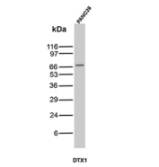 Western blot analysis of ABCC3 / MRP3 antibody (clone rDTX1) in human PANC28 cell lysate. A distinct band is detected at approximately 65-70 kDa, consistent with the predicted molecular weight range of Multidrug resistance-associated protein 3 and its commonly observed migration on SDS-PAGE. The signal supports expression of ABCC3 in PANC28 pancreatic carcinoma cells.