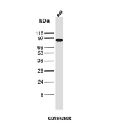Western blot analysis of CD19/CD19 molecule antibody in human Raji cell lysate. A prominent band is detected at approximately 95 kDa, consistent with the predicted molecular weight of CD19 (Cluster of Differentiation 19), a glycosylated B cell surface receptor expressed in B cell lines such as Raji. The apparent molecular weight above the core protein size reflects known N-linked glycosylation of CD19. Blot was probed with CD19/CD19 molecule antibody (clone CD19/4260R).