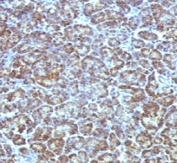 IHC testing of FFPE human pancreas stained with Mitochondrial antibody (MLT56). FFPE staining is enhanced by boiling tissue sections in pH 9 10mM Tris with 1mM EDTA for 10-20 min followed by cooling at RT for 20 min.