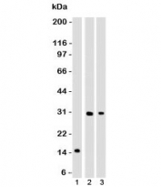 CELA3B Antibody for WB. Western blot analysis of CELA3B Antibody for WB (clone ELTS3B-1). Lane 1: partial recombinant protein, Lane 2: human Panc-28 cell lysate, Lane 3: human PANC1 cell lysate. A band is detected at approximately 29 kDa, consistent with the predicted molecular weight of Chymotrypsin-like elastase family member 3B / CELA3B.