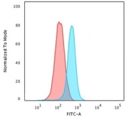 Flow cytometry testing of human K562 cells with Moesin antibody (clone EDLP70); Red=isotype control, Blue= Moesin antibody.