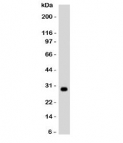 Western blot testing of Ramos lysate and mouse monoclonal HLA-DRB1 antibody. Predicted molecular weight ~30 kDa.
