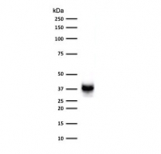 PMEL17 Antibody for WB (clone MSSG95). Western blot analysis of human COLO-38 melanoma cell lysate using PMEL17 Antibody for WB clone MSSG95. Lane 1: human COLO-38 cell lysate. A band is detected at approximately 34-38 kDa, consistent with processed fragments of Premelanosome protein PMEL, also known as gp100. PMEL is synthesized as an approximately 100 kDa glycosylated precursor that undergoes proteolytic cleavage to generate an approximately 60-64 kDa M-alpha fragment and an approximately 26 kDa M-beta fragment. The M-alpha fragment is further processed into approximately 34-38 kDa and approximately 26 kDa fragments that assemble into the fibrillar matrix of developing melanosomes in melanocytic cells.