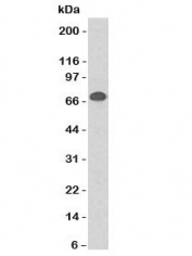 Western blot testing of Daudi cell lysate using CD86 antibody (clone CDLA86). Observed molecular weight: 38~70 kDa depending on glycosylation level.
