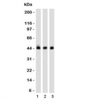 Napsin A Antibody for WB. Western blot analysis of Napsin A (NAPSA) expression in human cell lysates demonstrates a band at approximately 38-45 kDa in Lane 1: K562, Lane 2: HEK293, and Lane 3: A549, consistent with the predicted molecular weight of this glycosylated lysosomal aspartic protease. Clone NPSNA-1 detects Napsin A with a defined band corresponding to processed protein species, reflecting its role in surfactant protein maturation and epithelial enzyme function.