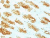 IHC testing of FFPE rat stomach with Acidic Cytokeratin antibody (clone ACCK1-1).