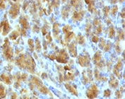 Immunohistochemistry of Elastase 3B antibody (clone ELTS3B-2) in FFPE mouse pancreas. Formalin-fixed, paraffin-embedded mouse pancreatic tissue demonstrates strong granular cytoplasmic staining in acinar cells, consistent with the secretory localization of Chymotrypsin-like elastase family member 3B, while surrounding non-acinar cells show minimal staining. FFPE staining requires boiling tissue sections in 10mM Tris with 1mM EDTA, pH 9, for 10-20 min followed by cooling at RT for 20 min.