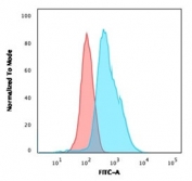 Flow cytometry testing of PFA-fixed human K562 cells with Calponin antibody (clone RMCN1-1); Red=isotype control, Blue= Calponin antibody.