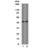 FLI1 Antibody ThP1 and Raji WB. Western blot testing of 1) ThP1 and 2) Raji cell lysate with FLI1 antibody (clone FLVI1-1). Predicted molecular weight ~50 kDa.